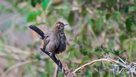 Indian Robin [Female] Place: Davangere, India Geotagged,India,Indian Robin,Saxicoloides fulicatus,Winter,closeup,davangere,wild