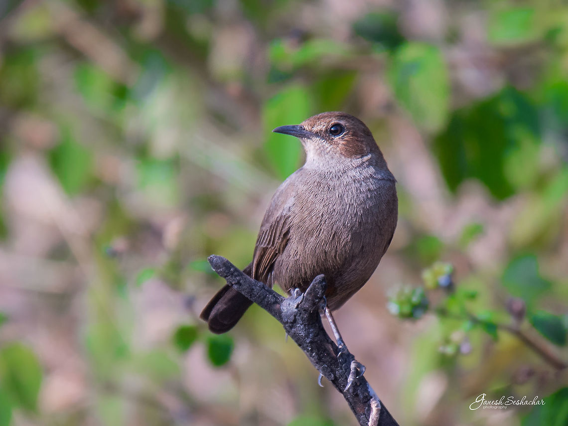 Indian Robin [Female] Place: Davangere Indian Robin,Saxicoloides fulicatus