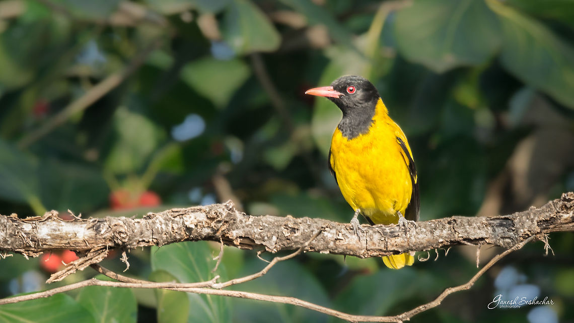 Black-hooded Oriole Shot this today morning @ Bengaluru University campus<br />
  Black hooded oriole,Geotagged,India,Oriolus xanthornus,Winter,bengaluru,closeup,details,portrait,yellow bird