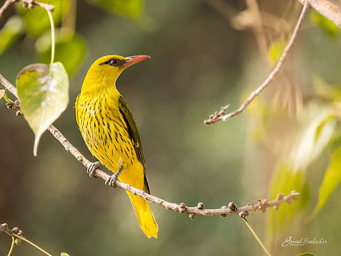 Oriole Not sure about specifics, appreciate any help in identifying  Geotagged,India,Indian golden oriole,Oriolus kundoo,Winter,bengaluru,birds,oriole,yellow-bird