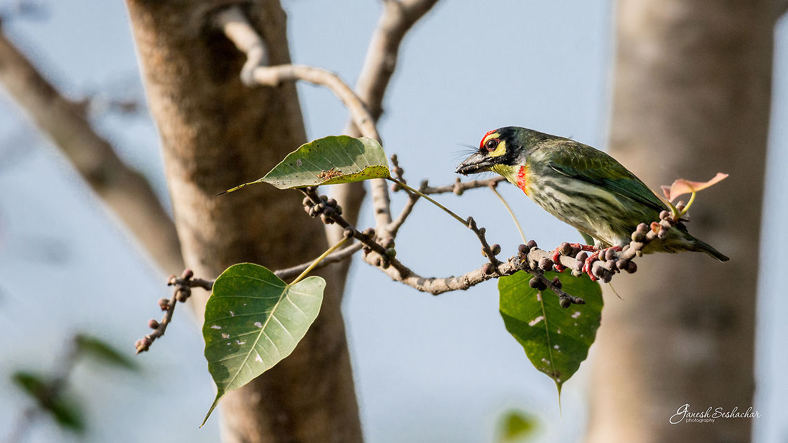 Coppersmith Place: Bengaluru University Campus, India Coppersmith Barbet,Geotagged,India,Megalaima haemacephala,Winter,beautiful,bengaluru,bird,closeup,coppersmith,portrait