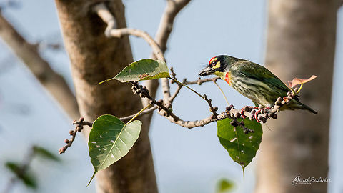 Coppersmith Place: Bengaluru University Campus, India Coppersmith Barbet,Geotagged,India,Megalaima haemacephala,Winter,beautiful,bengaluru,bird,closeup,coppersmith,portrait