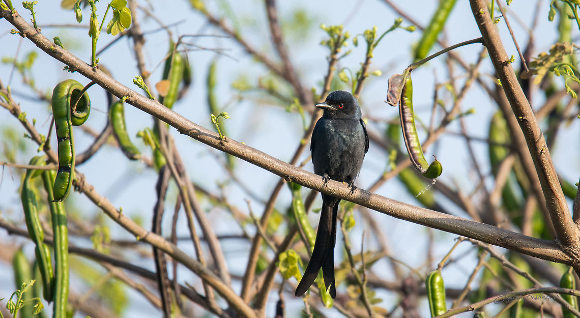 Drongo Fork-tailed Drongo<br />
Place: Bengaluru University Campus, India Black Drongo,Dicrurus macrocercus,Geotagged,India,Winter,bengaluru,birds,closeup,drongo,nikon d7100,portrait,wildlife