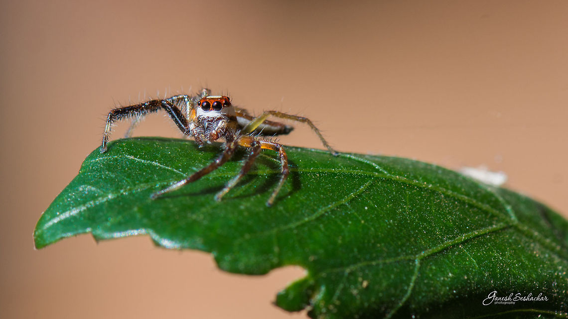 Two-Striped Jumper [Male] Place: My Home Garden, Davangere, India Closeup,Fall,Geotagged,India,Jumping Spider,Telamonia dimidiata,Two-striped jumper,beautiful,davangere,details,macro,micro,nikon d7100