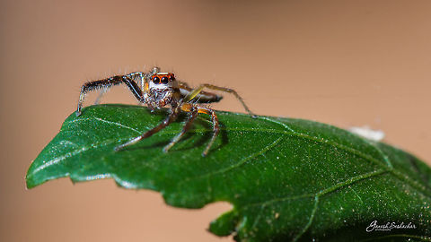 Two-Striped Jumper [Male] Place: My Home Garden, Davangere, India Closeup,Fall,Geotagged,India,Jumping Spider,Telamonia dimidiata,Two-striped jumper,beautiful,davangere,details,macro,micro,nikon d7100