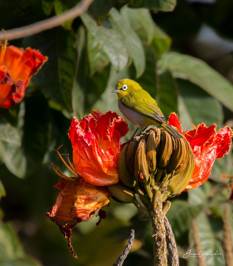 Oriental white-eye Place: Bengaluru University Campus Geotagged,India,Oriental White-eye,Winter,Zosterops palpebrosus,birds,wildlife