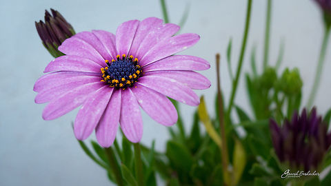 Purple African Daisy Place: My Home Garden 
Does this belong to https://en.wikipedia.org/wiki/Osteospermum ???

Here is the TOP VIEW: https://www.jungledragon.com/image/49185/purple_daisy_top_view.html
 Geotagged,India,Winter,beautiful,bengaluru,closeup,daisy,flower,macro,purple
