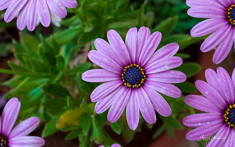 Purple Daisy [top view] Place: My Home Garden Geotagged,India,Winter,beautiful,bengaluru,daisy,macro,purple daisy,purple flower