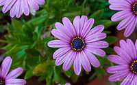 Purple Daisy [top view] Place: My Home Garden Geotagged,India,Winter,beautiful,bengaluru,daisy,macro,purple daisy,purple flower