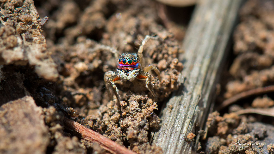 Jumping Spider here again! Place: Gnanabharathi University Campus, Bengaluru<br />
<br />
Stenaelurillus lesserti, Family: Salticidae<br />
External Links: <br />
<a href="http://www.peckhamia.com/salticidae/index_India.html" rel="nofollow">http://www.peckhamia.com/salticidae/index_India.html</a><br />
<a href="http://zookeys.pensoft.net/articles.php?id=4966" rel="nofollow">http://zookeys.pensoft.net/articles.php?id=4966</a><br />
<br />
Side view:<br />
<figure class="photo"><a href="https://www.jungledragon.com/image/49191/stenaelurillus_lesserti.html" title="Stenaelurillus lesserti"><img src="https://s3.amazonaws.com/media.jungledragon.com/images/2167/49191_thumb.jpg?AWSAccessKeyId=05GMT0V3GWVNE7GGM1R2&Expires=1767225610&Signature=8iGbaaaQpsvyomXyz1hxgIJs28M%3D" width="200" height="64" alt="Stenaelurillus lesserti Place: Bengaluru University Campus Geotagged,India,Stenaelurillus lesserti,Winter,closeup,jumping spider,macro,nikon d7100,spider,wildlife" /></a></figure><br />
 Geotagged,India,Stenaelurillus lesserti,Winter,closeup,jumping spider,macro,spider,wild