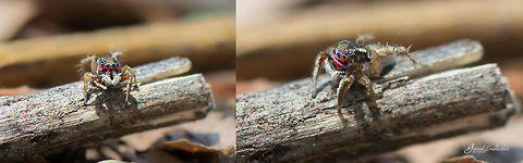 Stenaelurillus lesserti Place: Bengaluru University Campus Geotagged,India,Stenaelurillus lesserti,Winter,closeup,jumping spider,macro,nikon d7100,spider,wildlife