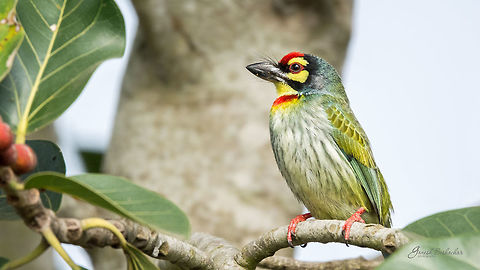 Coppersmith Barbet Place: Gunjur lake, Bengaluru Coppersmith Barbet,Geotagged,India,Megalaima haemacephala,Winter,bengaluru,birds,nikon d7100,wildlife