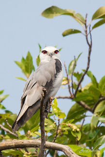Black Winged Kite Place: Gunjur Lake, Bengaluru Black-winged Kite,Elanus caeruleus,Geotagged,India,Nikon D7100,Winter,birds,kite,portrait,red eye