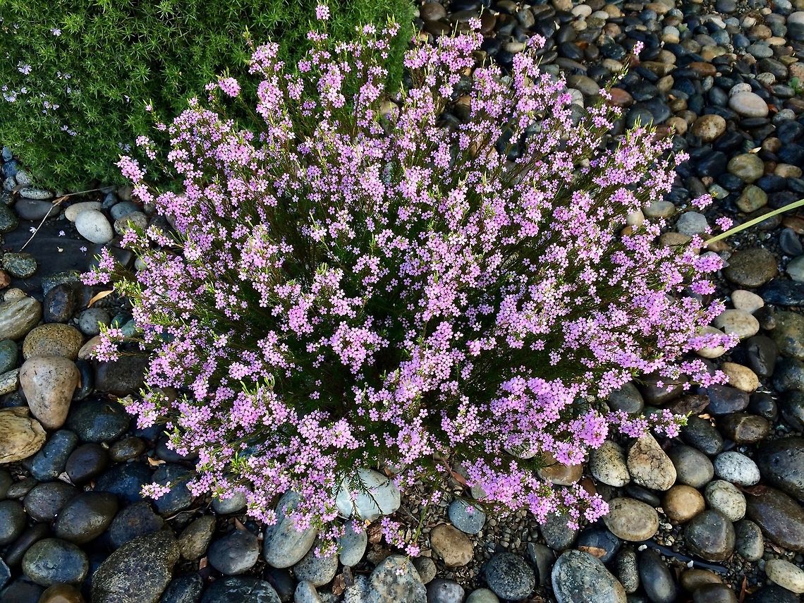 ID Help From the archives <br />
Place: Old County Road, Redwood City Geotagged,United States,Winter,flowers,iPhone 5s