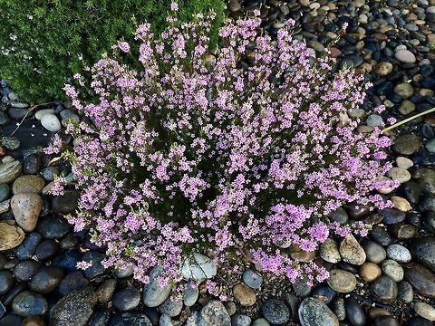 ID Help From the archives 
Place: Old County Road, Redwood City Geotagged,United States,Winter,flowers,iPhone 5s