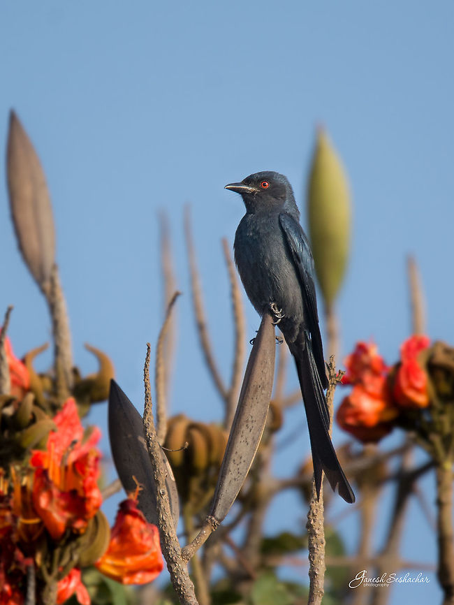 Drongo Bengaluru University Campus Bengaluru,Black Drongo,Dicrurus macrocercus,Geotagged,India,Winter,bird