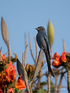 Drongo Bengaluru University Campus Bengaluru,Black Drongo,Dicrurus macrocercus,Geotagged,India,Winter,bird