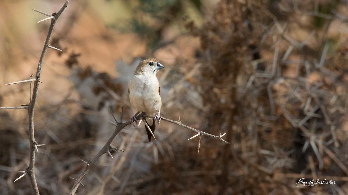 Silverbill Place: Davangere Geotagged,India,Indian Silverbill,Lonchura malabarica,Nikon d7100,Spring,birds,closeup
