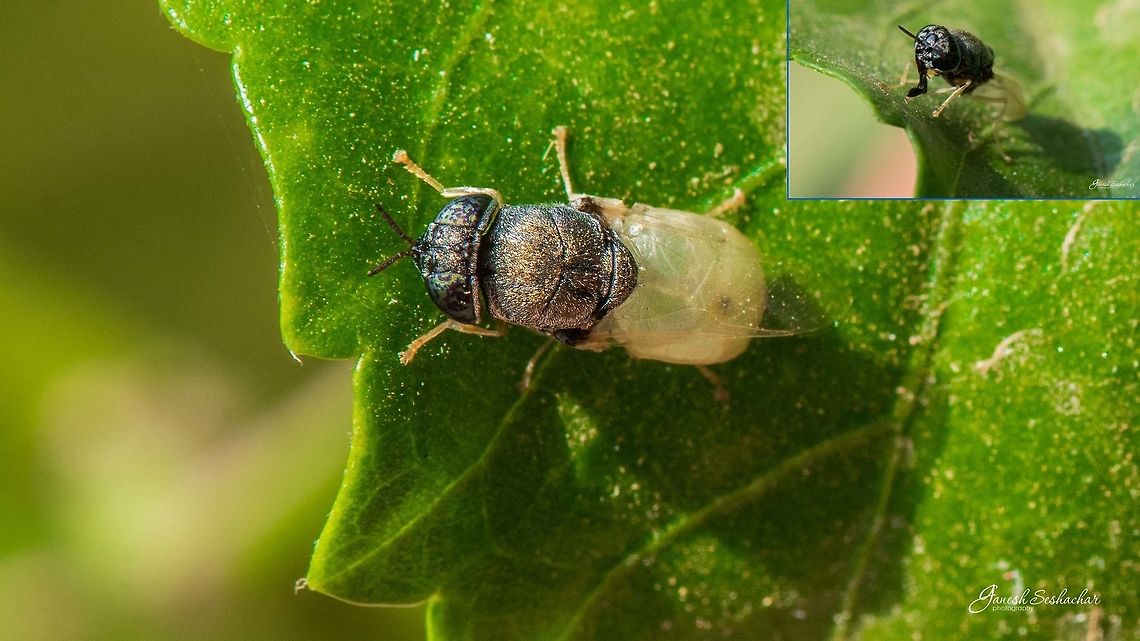 ID HELP PLS This might belong to &quot;Stratiomyidae -Soldier flies or Syrphidae- Hoverflies from Diptera&quot;<br />
The abdominal part peculiarly semi-transparent  Geotagged,India,Spring,closeup,fly,macro,soldier flies