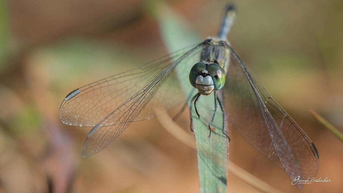 Dragonfly Place: GnanaBharathi, Kengeri, Bengaluru Geotagged,India,Summer,closeup,dragonfly,eye,fly,insect,macro,summer