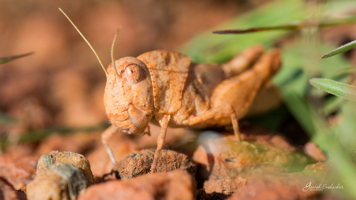 Decepticon :D Stone Grasshopper Geotagged,India,Summer,beautiful,closeup,details,grasshopper,insect,macro