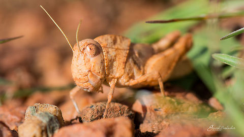 Decepticon :D Stone Grasshopper Geotagged,India,Summer,beautiful,closeup,details,grasshopper,insect,macro