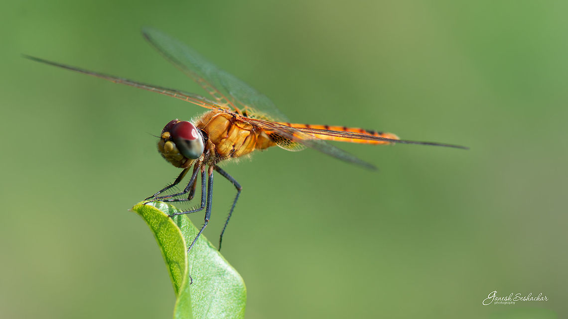 ID HELP PLS Dragonfly <br />
Gnana Bharathi University Campus, Bengaluru Geotagged,India,Nikon D7100,Summer,closeup,dragonfly,fly,gnanabharathi,insect,macro,wing