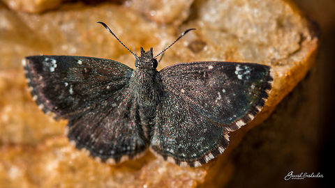 Sarangesa purendra hopkinsi &ndash; Dakhan Spotted Small Flat Place: Gnana Bharathi Campus, Bengaluru
http://www.ifoundbutterflies.org/sp/673/Sarangesa-purendra Geotagged,Hesperiidae,India,Sarangesa purendra,Spotted small flat,Summer,closeup,details,macro,portrait,wings