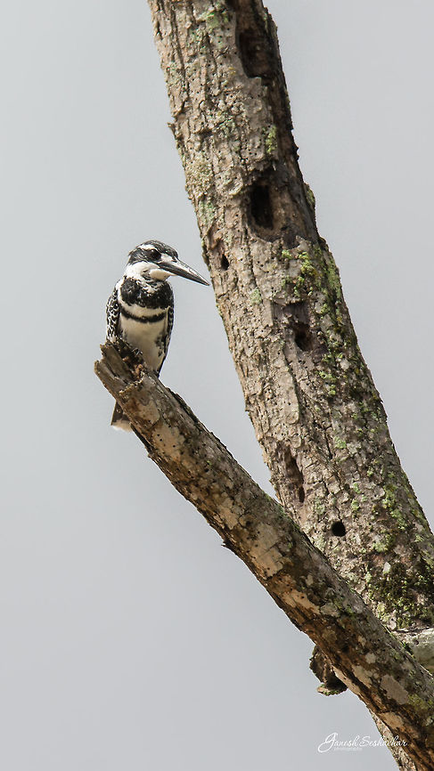 Pied King Place: Sakre bayalu, Shivamogga<br />
 Ceryle rudis,Geotagged,India,Nikon D7100,Pied Kingfisher,Summer,bird,pied,portrait