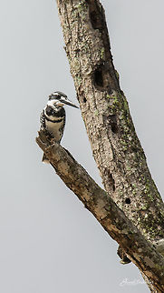 Pied King Place: Sakre bayalu, Shivamogga
 Ceryle rudis,Geotagged,India,Nikon D7100,Pied Kingfisher,Summer,bird,pied,portrait