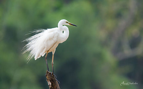 Great Egret Place: Mandagadde, Shivamogga Ardea alba,Geotagged,Great egret,India,Nikon D7100,Summer,bird,portrait