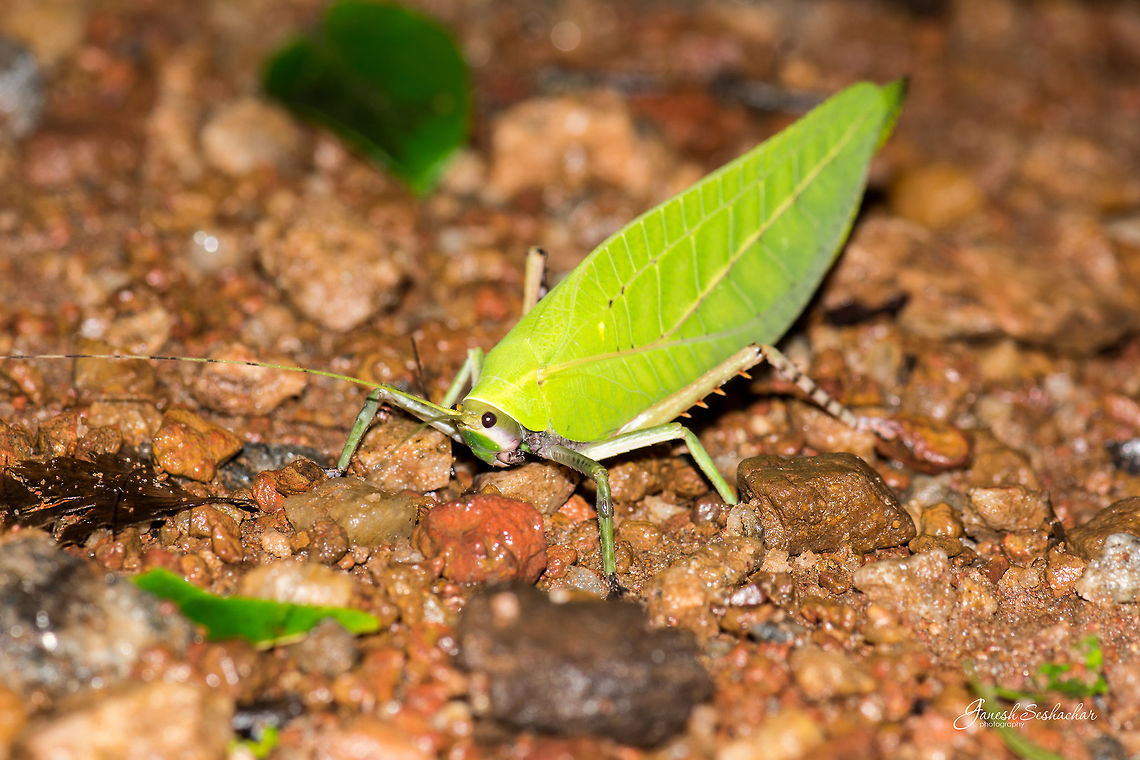 ID HELP PLS Place: Western Ghats, Karnataka Geotagged,Giant False Leaf Katydid,India,Onomarchus uninotatus,Summer,insect,macro,night,wildlife