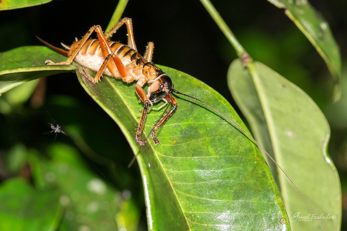 ID HELP PLS Place: Western Ghats, Karnataka  Geotagged,India,Nikon D7100,Summer,closeup,details,insect,macro,micro,night,wildlife