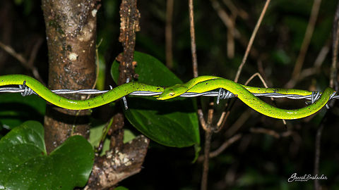 Green Vine Snake Place: Western Ghats, Karnataka Ahaetulla nasuta,Geotagged,Green vine snake or Long-nosed whip snake,India,Summer