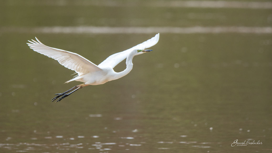Egret Place: Mandagadde, Shivamogga Ardea alba,Geotagged,Great egret,India,Summer,flying,freedom,mandagadde,wings
