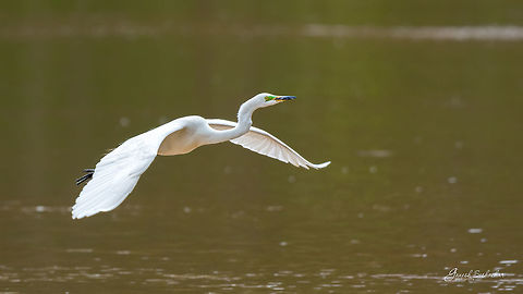 Egret Place: Mandagadde, Shivamogga Ardea alba,Flying,Freedom,Geotagged,Great egret,India,Mandagadde,Summer
