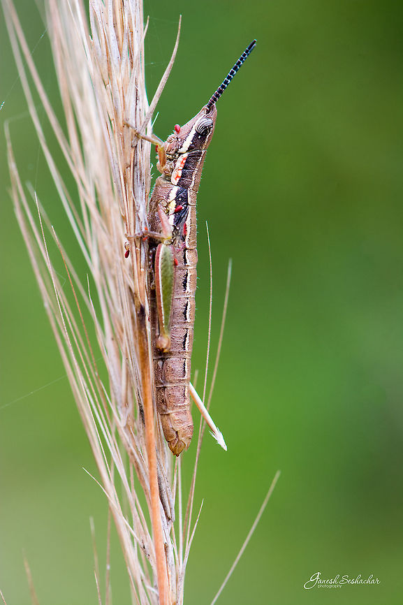 Grasshopper Place: Valley School Campus, Kanakpura Geotagged,India,Summer,closeup,details,grasshopper,macro,wildlife