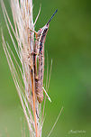 Grasshopper Place: Valley School Campus, Kanakpura Geotagged,India,Summer,closeup,details,grasshopper,macro,wildlife