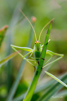 Green Hopper Place: Valley School, Kanakpura Geotagged,India,Summer,grasshopper,green