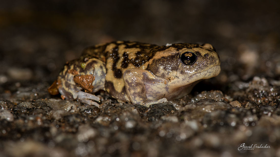 Marbled Balloon Frog or Lesser Balloon Frog Place: Gnanabharathi Campus, Bengaluru Geotagged,Gnanabharathi,India,Summer,Uperodon systoma,closeup,frog,macro,night shot