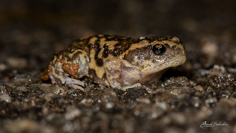 Marbled Balloon Frog or Lesser Balloon Frog Place: Gnanabharathi Campus, Bengaluru Geotagged,Gnanabharathi,India,Summer,Uperodon systoma,closeup,frog,macro,night shot