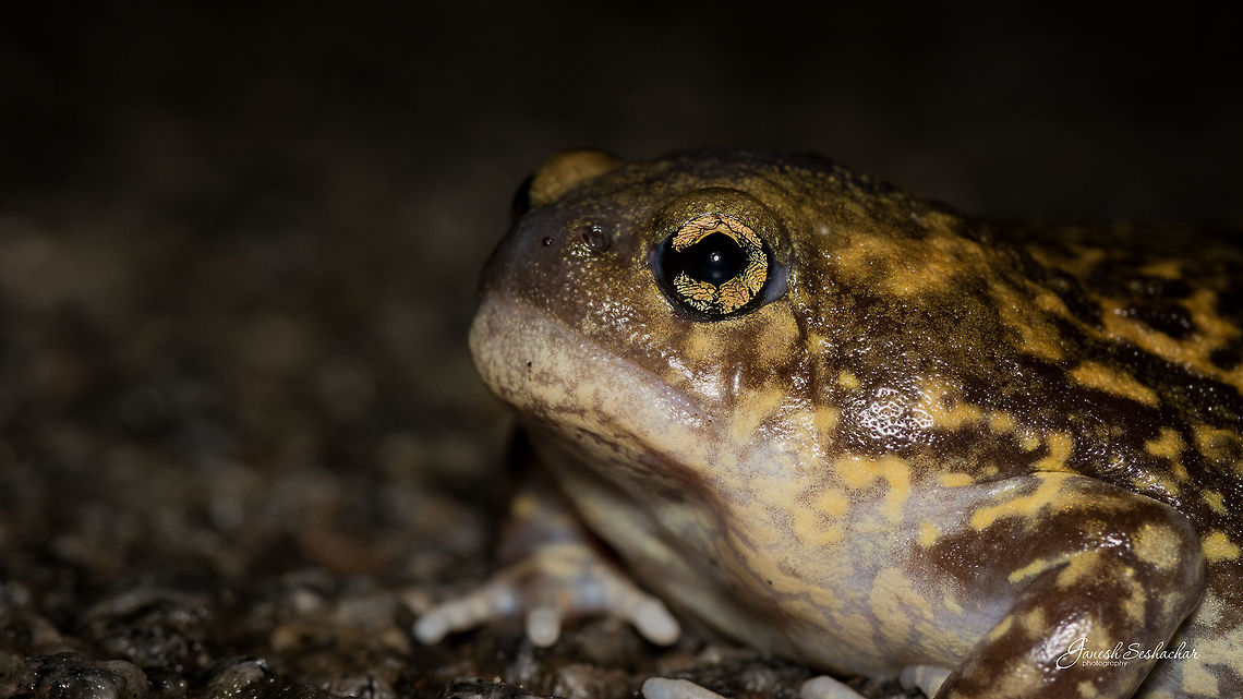 Marbled Balloon Frog - Closeup Place: Gnanabharathi University Campus, Bengaluru Geotagged,India,Macro,Summer,Uperodon systoma,closeup,detaisl,gnanabharathi,marbled frog