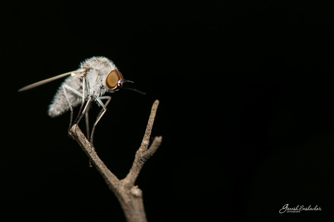 Fly [ID-Help] Place: Gnanabharathi University Campus, Bengaluru Geotagged,India,Summer,closeup,details,fly,gnanabharathi,macro,night shot