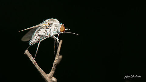 ID HELP PLS Side view of https://www.jungledragon.com/image/53097

Place: Gnanabharathi University Campus, Bengaluru Geotagged,Gnanabharathi,India,Summer,closeup,details,fly,macro,sideview