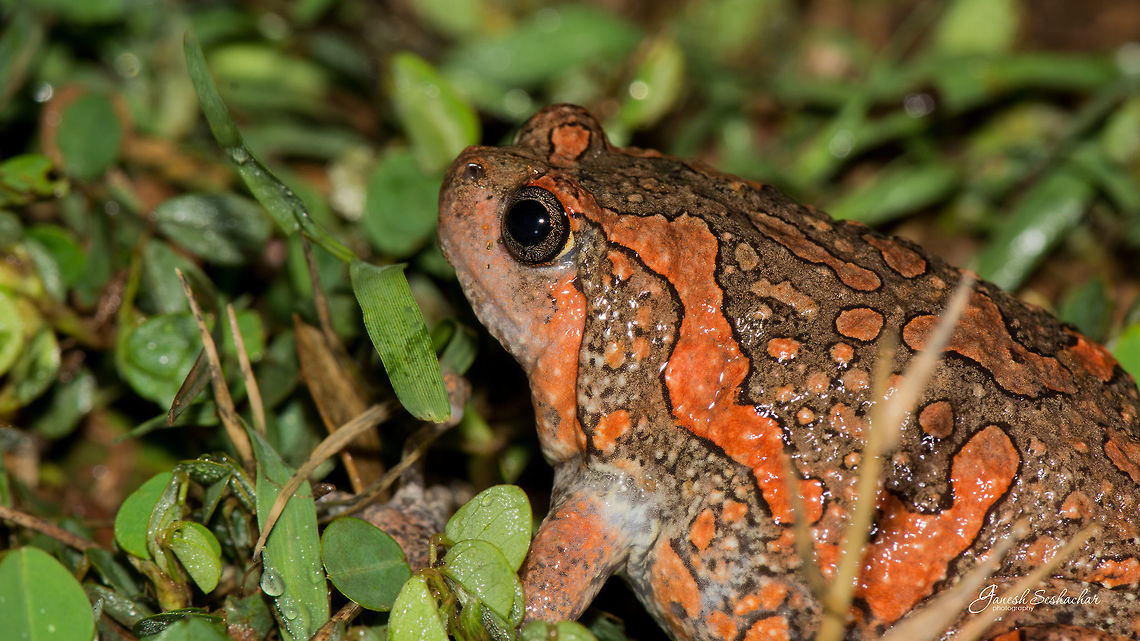 Sri Lankan Bullfrog or The Painted Frog Place: Gnanabharathi University Campus, Bengaluru Closup,Geotagged,Gnanabharathi,India,Kaloula taprobanica,Macro,Painted Globular Frog,Summer,Uperodon taprobanicus,frog