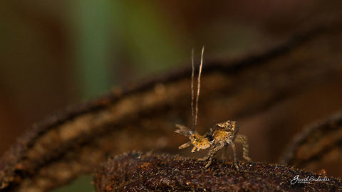 Eurybrachidae nymph - [ID HELP] Looks pretty close match with - Sp. Eurybrachidae nymph

https://en.wikipedia.org/wiki/Eurybrachidae
Clear view of the nymph: https://www.flickr.com/photos/29697818@N03/5155208435

Few links for further research: 
https://commons.wikimedia.org/wiki/File:Fulgorid_nymph_(5134642777).jpg
http://www.gettyimages.in/detail/photo/immature-plant-hopper-of-the-family-high-res-stock-photography/128603745 Eurybrachidae,Geotagged,India,Summer,antenna,bengaluru,closeup,gnanabharathi,macro,nymph,planthopper