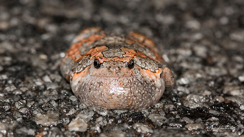 Sri Lankan bullfrog Place: Gnanabharathi University Campus, Bengaluru Geotagged,India,Kaloula taprobanica,Painted Globular Frog,Sri Lankan painted frog,Summer,Uperodon taprobanicus,frog,wild