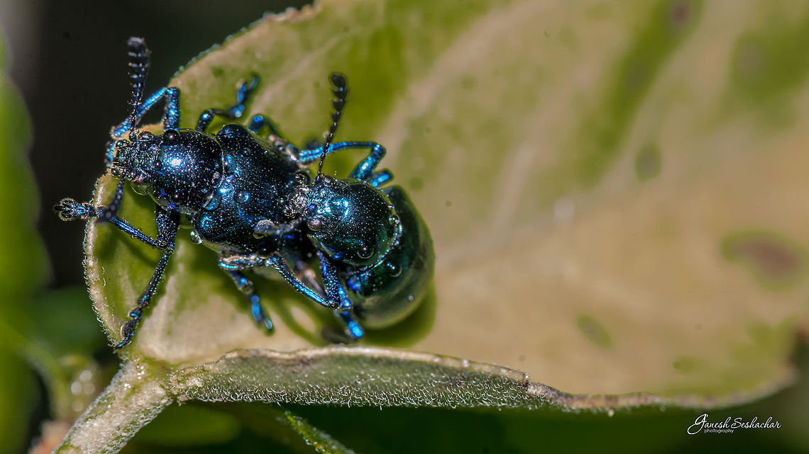 Action in the Rain! They say, "the smell of rain improves the mood by 75%"  <br />
:P :P Chrysochus cobaltinus,Geotagged,India,Summer,gnanabharathi,mating,romance,wild love,wildlife