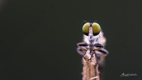 Robber Fly Robber fly - Any help in specific ID is greatly appreciated  Geotagged,India,Summer,closeup,eye,fly,gree-brown eye,kanakapura,macro,robberfly,valley school,wild
