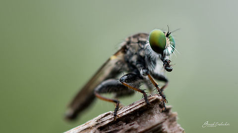 Robberfly with the kill Any help in specific ID is greatly appreciated 
Place: The Valley School, Kanakapura Geotagged,India,Summer,closeup,fly,kill,macro,robber fly,supermacro,valleyschool